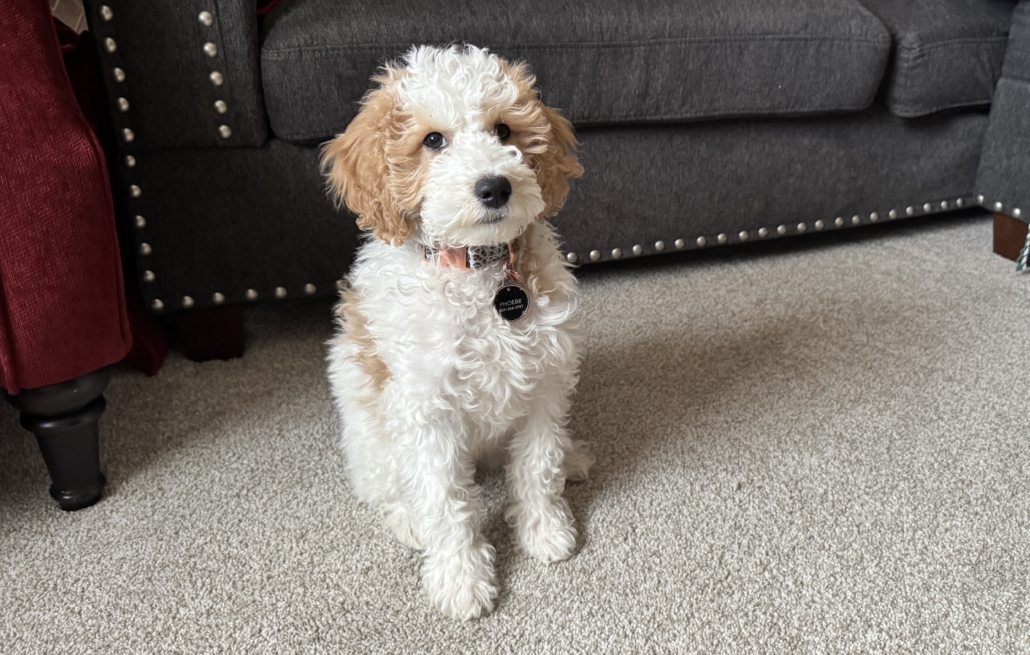 Goldendoodle Near Me Perfect Companion for Your Family